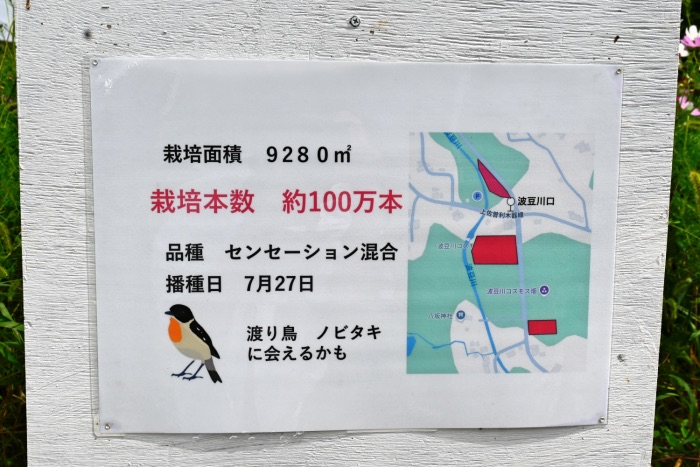 その数なんと約100万本♪波豆川の「コスモス畑」が10月中旬から見ごろに 三田市 [画像]