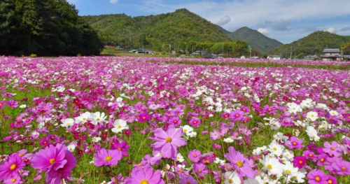 その数なんと約100万本♪波豆川の「コスモス畑」が10月中旬から見ごろに