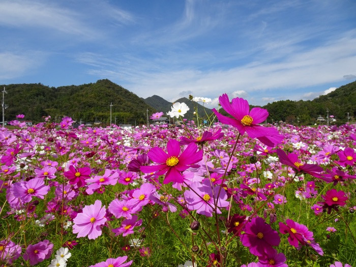 過去開花の様子