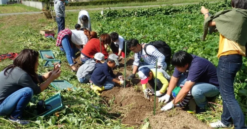 秋の味覚を本場でGET！たんばJUNちゃん農園で「丹波黒枝豆の収穫体験」