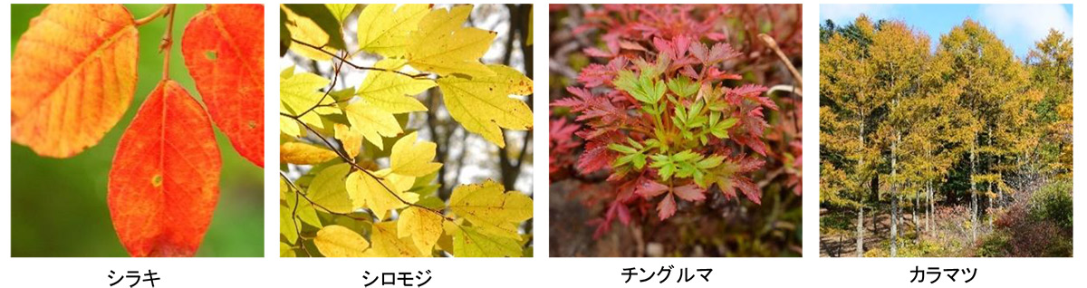 いち早く紅葉が色づき始めた『六甲高山植物園』見ごろは11月上旬まで 神戸市 [画像]