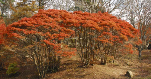 いち早く紅葉が色づき始めた『六甲高山植物園』見ごろは11月上旬まで