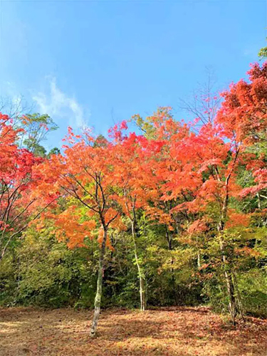 水面に映る美しい紅葉♪六甲山『再度公園』で11月中旬から紅葉が見ごろに 神戸市 [画像]