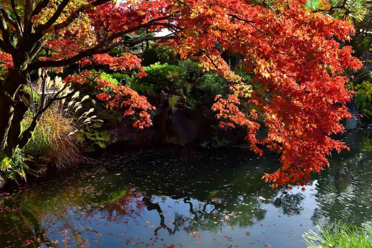 神戸市立相楽園に「紅葉」近づく 重要文化財の公開など秋のイベントも開催中 神戸市 [画像]