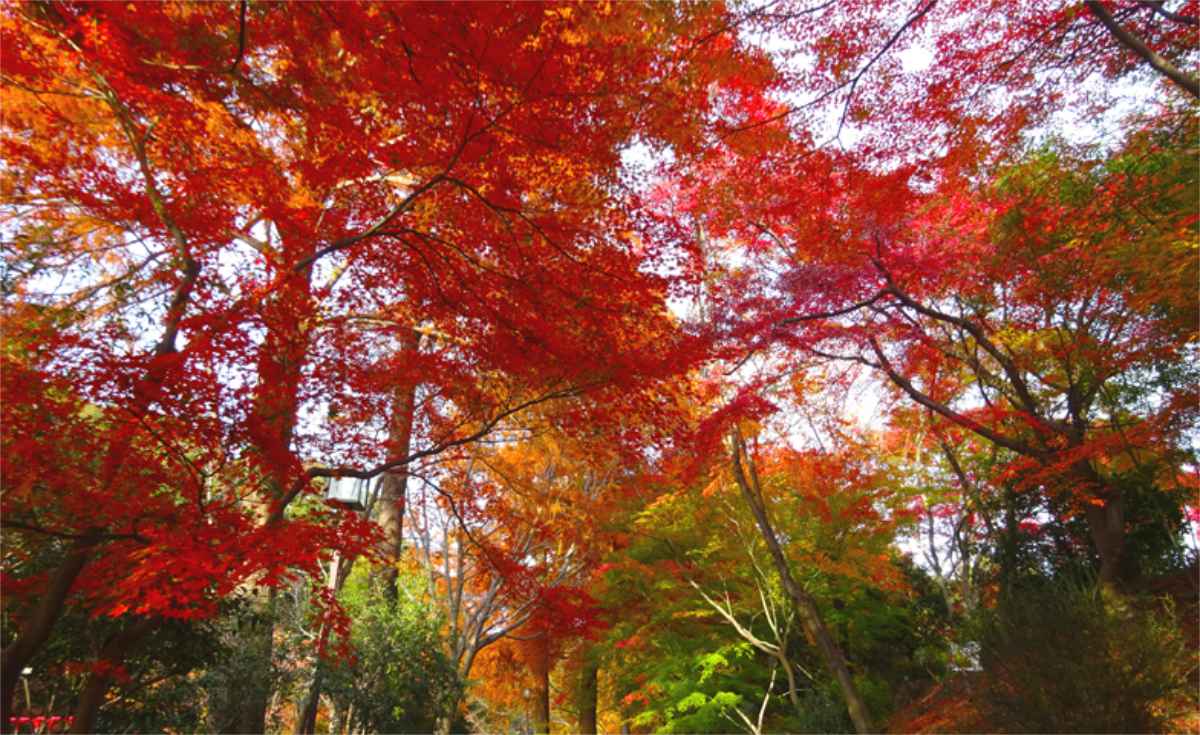 神戸市立須磨離宮公園で「もみじ」と「ライトアップ」が同時に楽しめるイベント開催 神戸市 [画像]