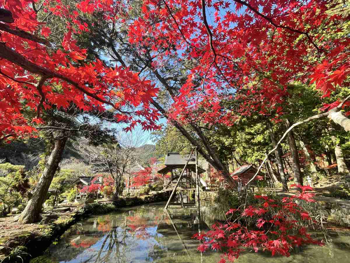 太鼓橋×池×紅葉のコラボは圧巻『白毫寺（びゃくごうじ）』の紅葉が11月上旬より見ごろに 丹波市 [画像]