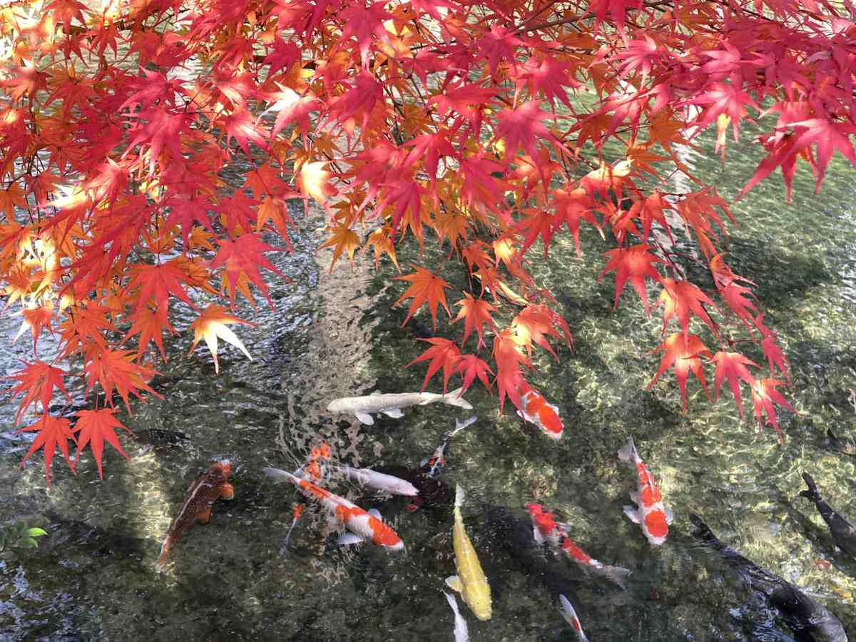 太鼓橋×池×紅葉のコラボは圧巻『白毫寺（びゃくごうじ）』の紅葉が11月上旬より見ごろに 丹波市 [画像]