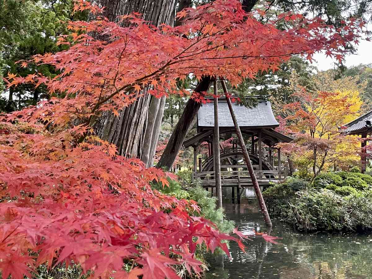 太鼓橋×池×紅葉のコラボは圧巻『白毫寺（びゃくごうじ）』の紅葉が11月上旬より見ごろに 丹波市 [画像]