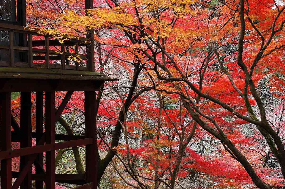 赤い鳥居と紅葉のコラボレーション♡『王地山公園』の紅葉が11月上旬より見ごろに 丹波篠山市 [画像]