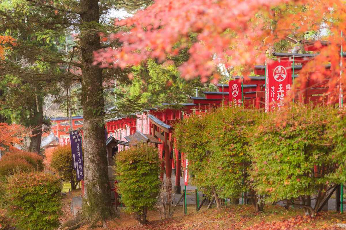 赤い鳥居と紅葉のコラボレーション♡『王地山公園』の紅葉が11月上旬より見ごろに 丹波篠山市 [画像]