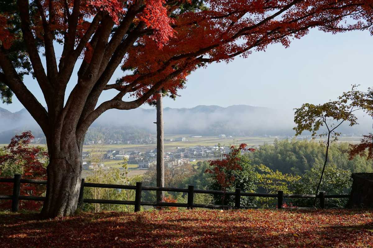 赤い鳥居と紅葉のコラボレーション♡『王地山公園』の紅葉が11月上旬より見ごろに 丹波篠山市 [画像]