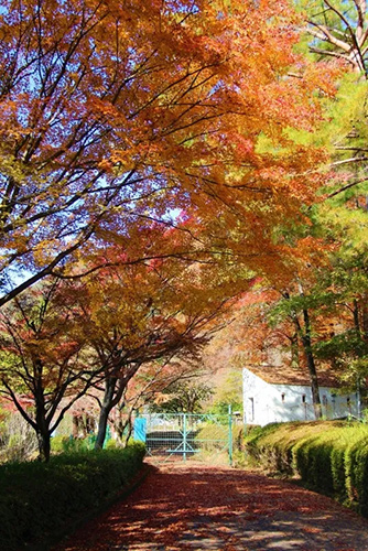 多可町余暇村公園で11月上旬から紅葉が見ごろに！紅葉ライトアップも開催 多可町 [画像]