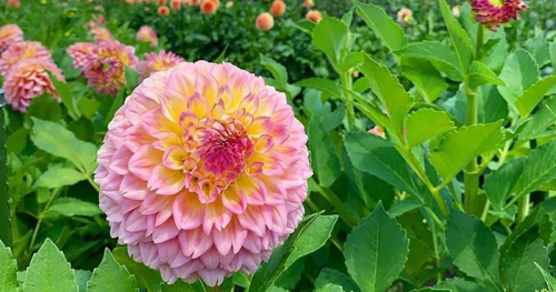 園内には300種10万本のダリアの花が咲き乱れる！「宝塚ダリア園」秋季開園中