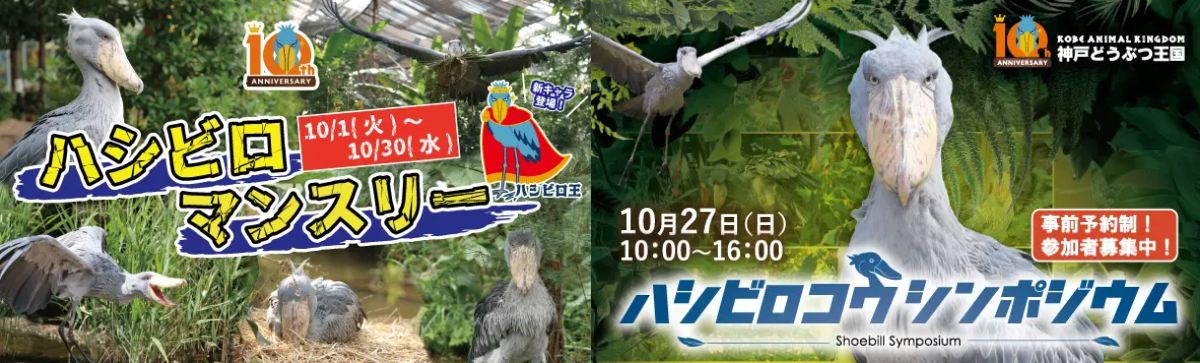 神戸どうぶつ王国でハシビロコウ来園10周年記念「ハシビロマンスリー」開催中 神戸市 [画像]