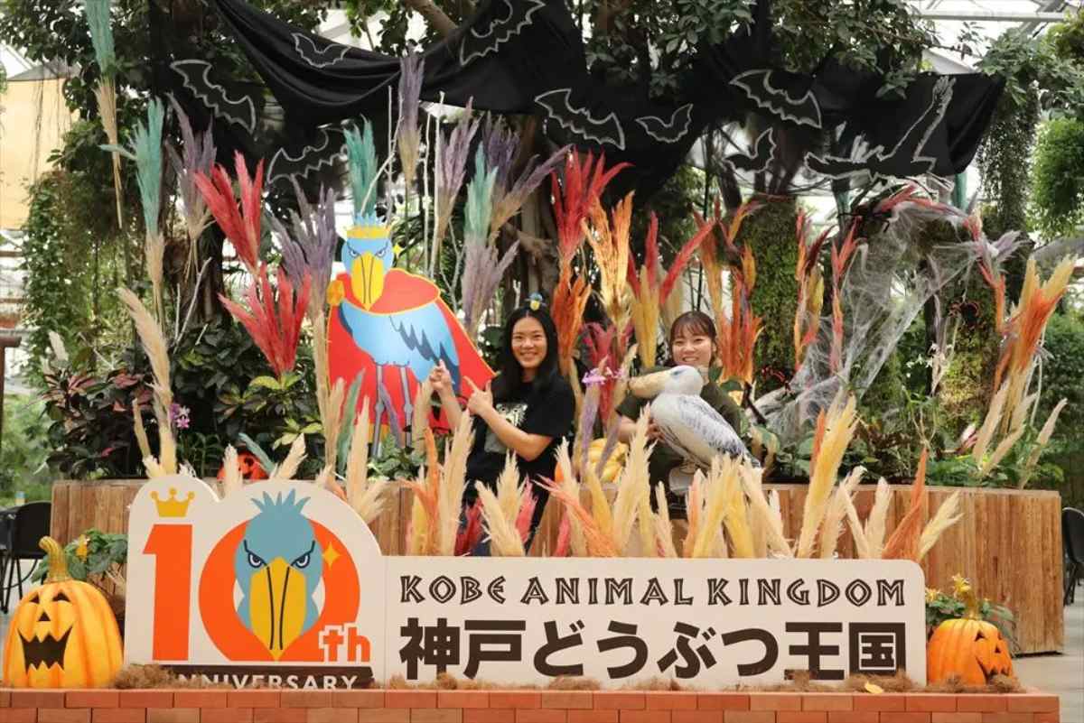 神戸どうぶつ王国でハシビロコウ来園10周年記念「ハシビロマンスリー」開催中 神戸市 [画像]