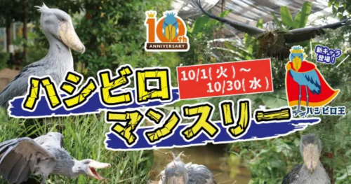 神戸どうぶつ王国でハシビロコウ来園10周年記念「ハシビロマンスリー」開催中