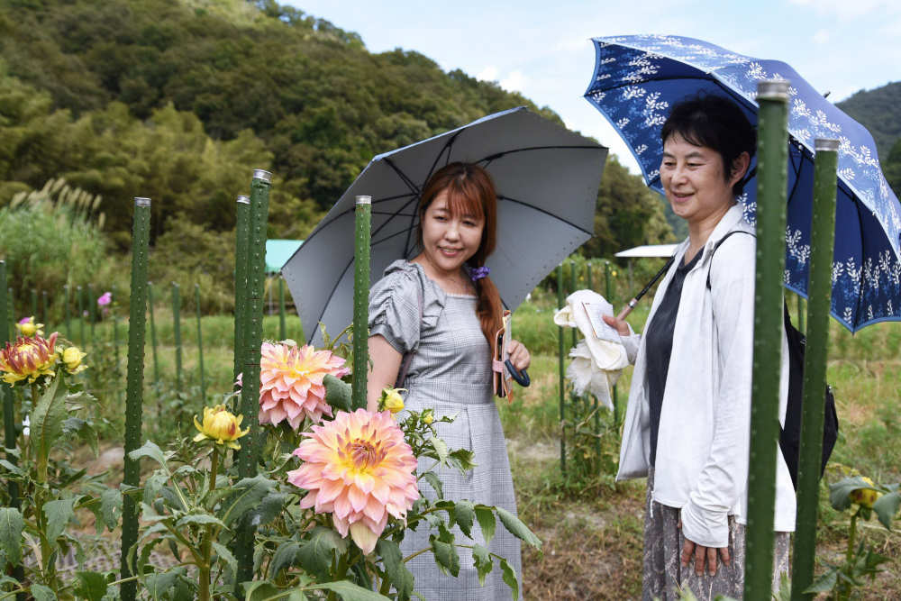 今年は新品種も！約330種900株が里山に咲き誇る『黒川ダリア園』がオープン 川西市 [画像]