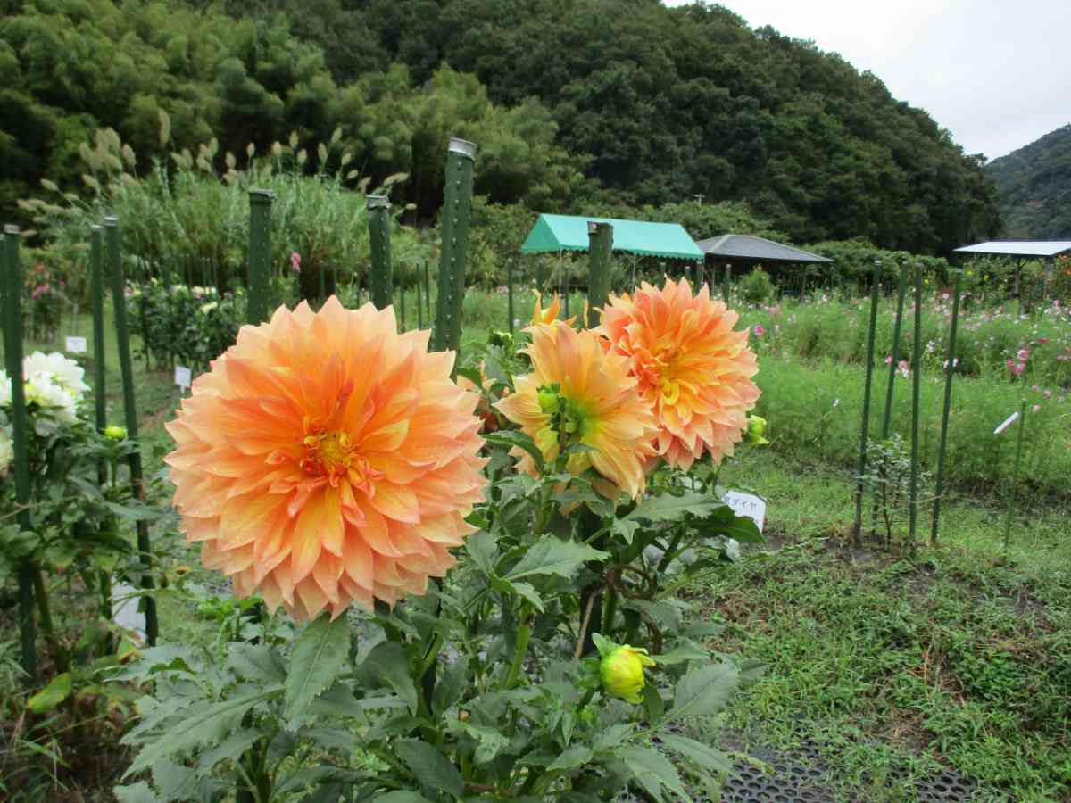 今年は新品種も！約330種900株が里山に咲き誇る『黒川ダリア園』がオープン 川西市 [画像]