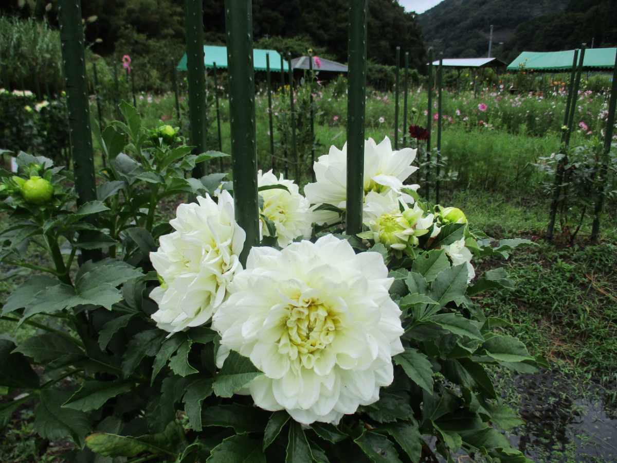 今年は新品種も！約330種900株が里山に咲き誇る『黒川ダリア園』がオープン 川西市 [画像]