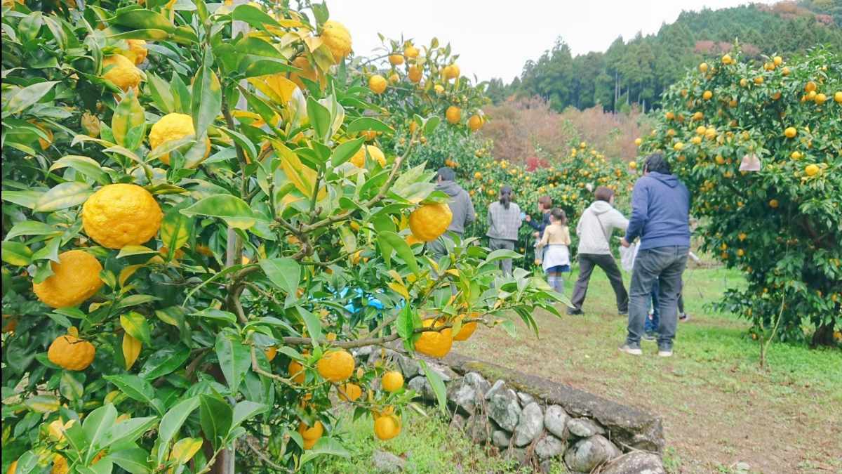 ゆず茶づくりや宝探しも！ゆずの里で柚子の収穫体験イベント「ゆずフェス」開催 姫路市 [画像]