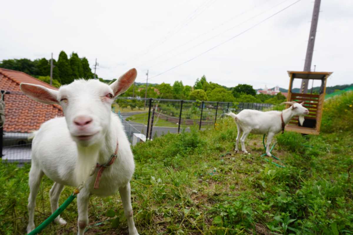 草をもぐもぐ食べる姿が可愛い♡神戸しあわせの村で2頭のヤギが除草を実施中 神戸市 [画像]