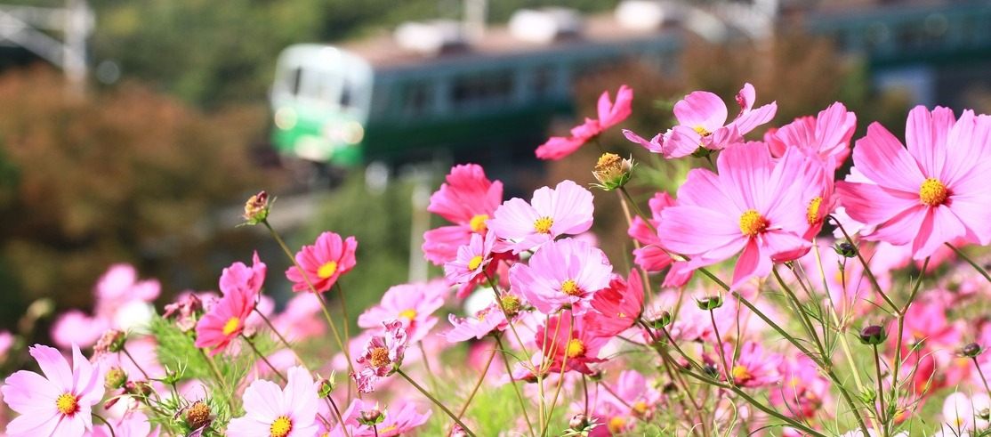 コスモスを観賞♡神戸総合運動公園の秋の風物詩「コスモスまつり」 神戸市 [画像]