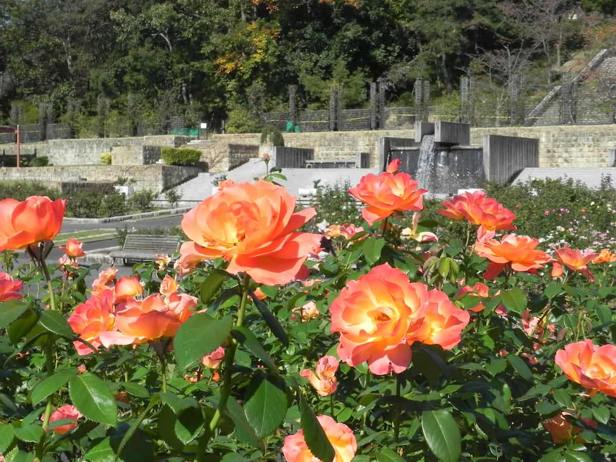  3連休は各地へお出かけして秋を満喫♡今週末のおすすめイベントをピックアップ [画像]