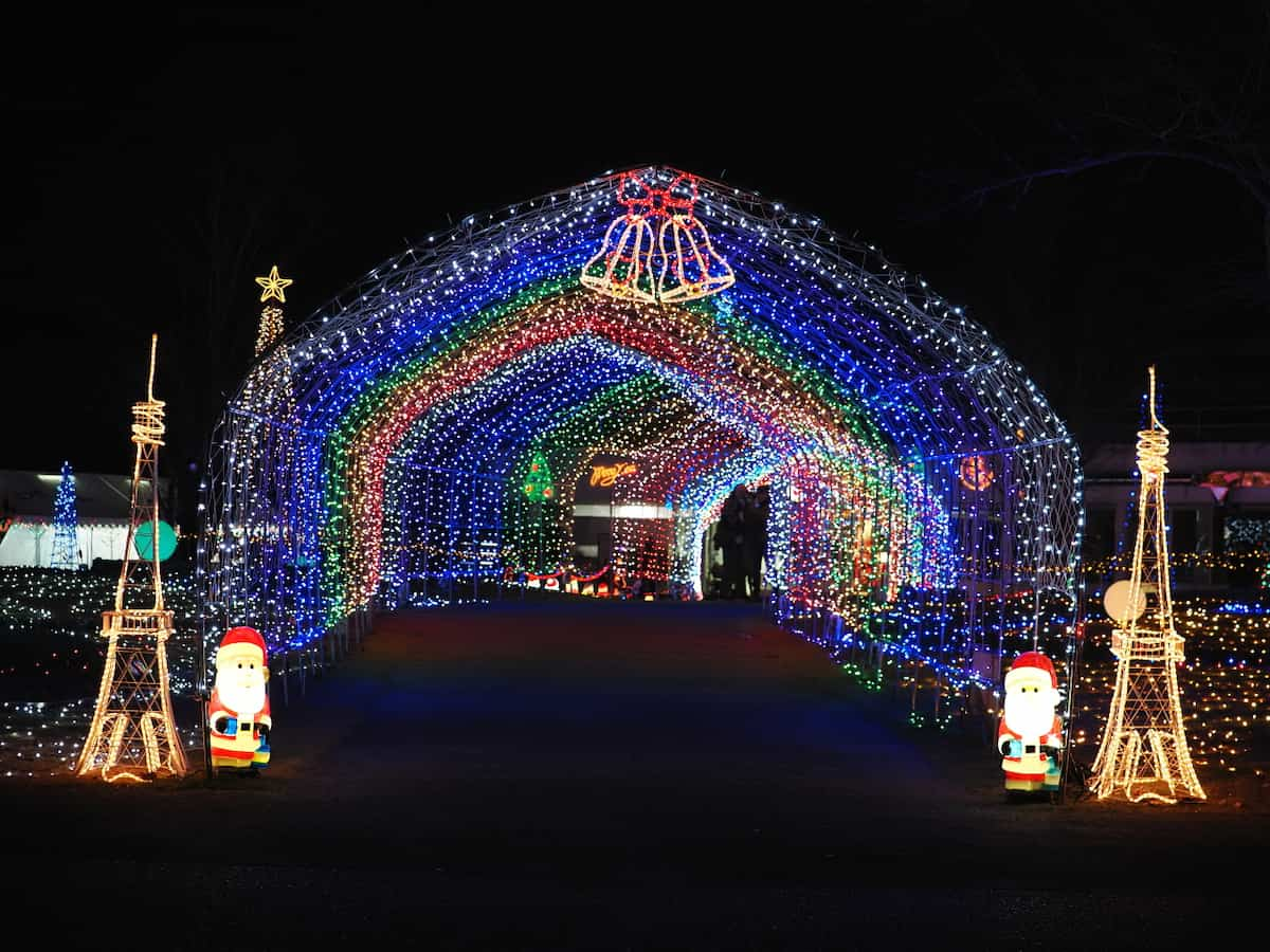 土日限定！クリスマスフラワーをロマンチックにライトアップ「花と光のクリスマス」 加西市 [画像]