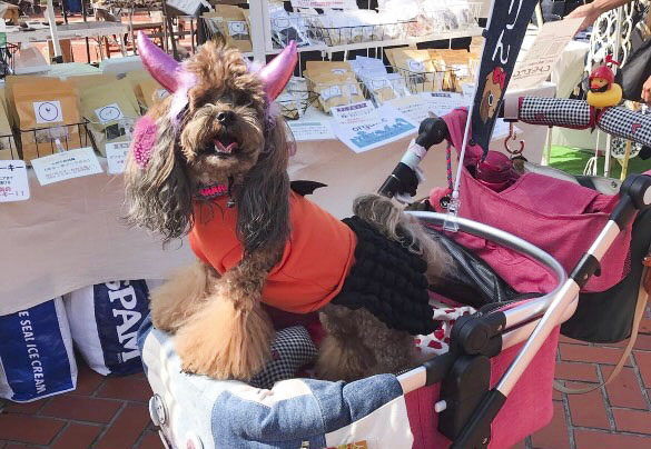 わんちゃんのハロウィン仮装も大歓迎♡家族みんなで楽しめる「愛犬マルシェ」 神戸市 [画像]