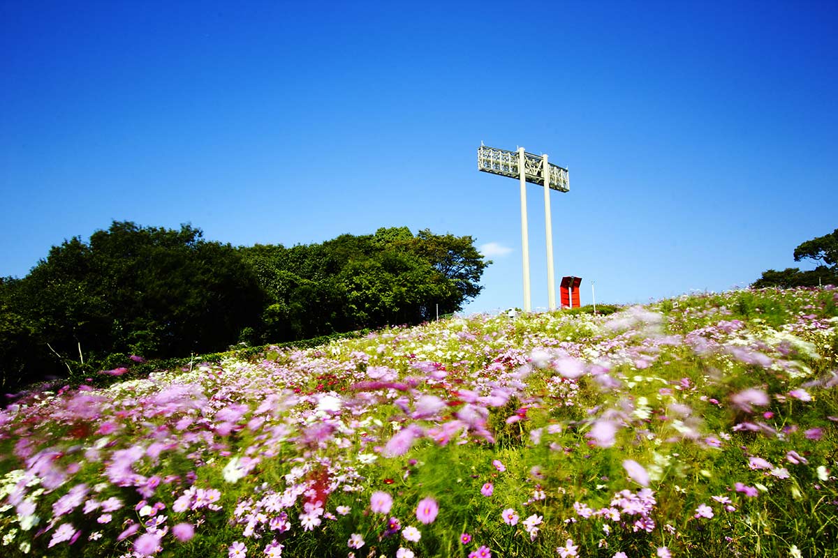 秋にはコスモス、春には菜の花が咲きそろう「コスモスの丘」も必見です♪　提供：神戸総合運動公園