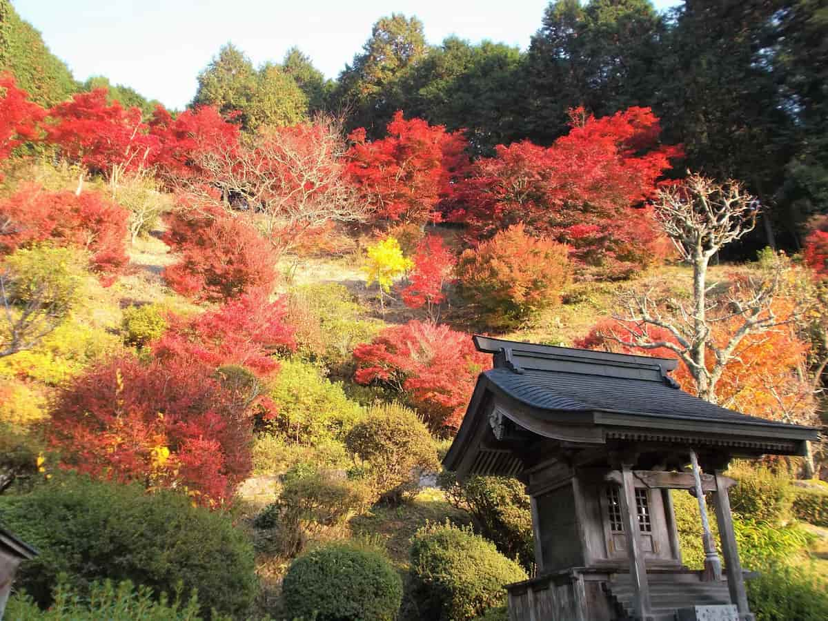 丹波市内の紅葉の名所9ヵ寺を周遊「丹波もみじめぐりバス2024」 丹波市 [画像]