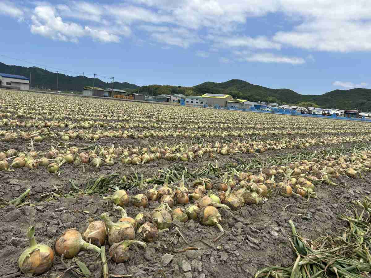 選べる2種のあいがけが人気！神戸の台所東山市場に『マンドリルカレー』がオープン 神戸市 [画像]