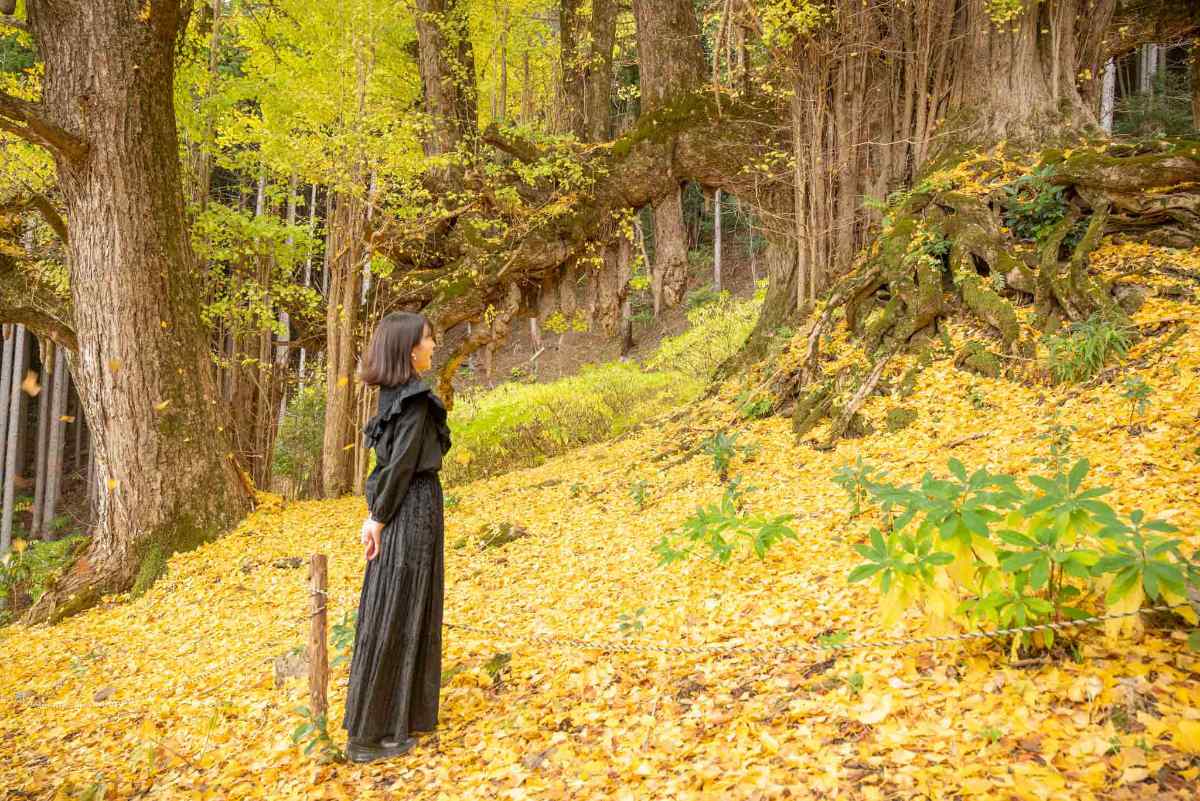 県指定天然記念物「常瀧寺の大イチョウ」の美しさを堪能できるイベント開催 丹波市 [画像]