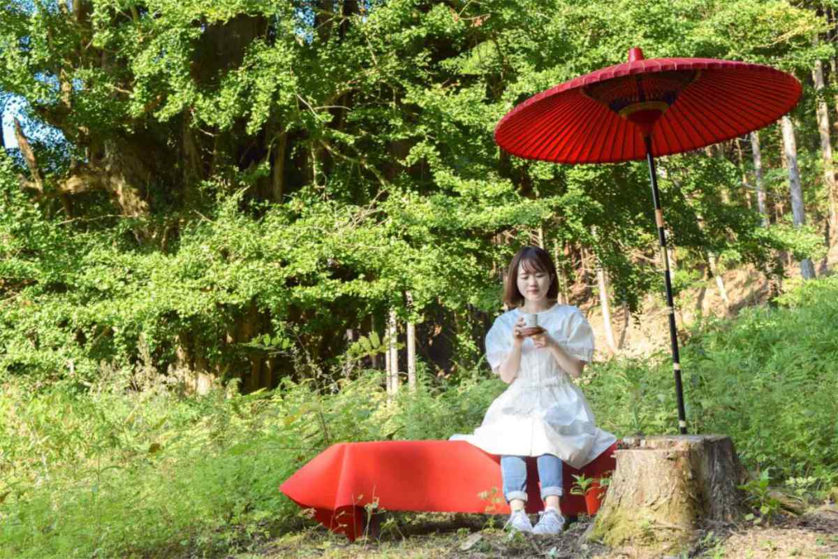 県指定天然記念物「常瀧寺の大イチョウ」の美しさを堪能できるイベント開催 丹波市 [画像]