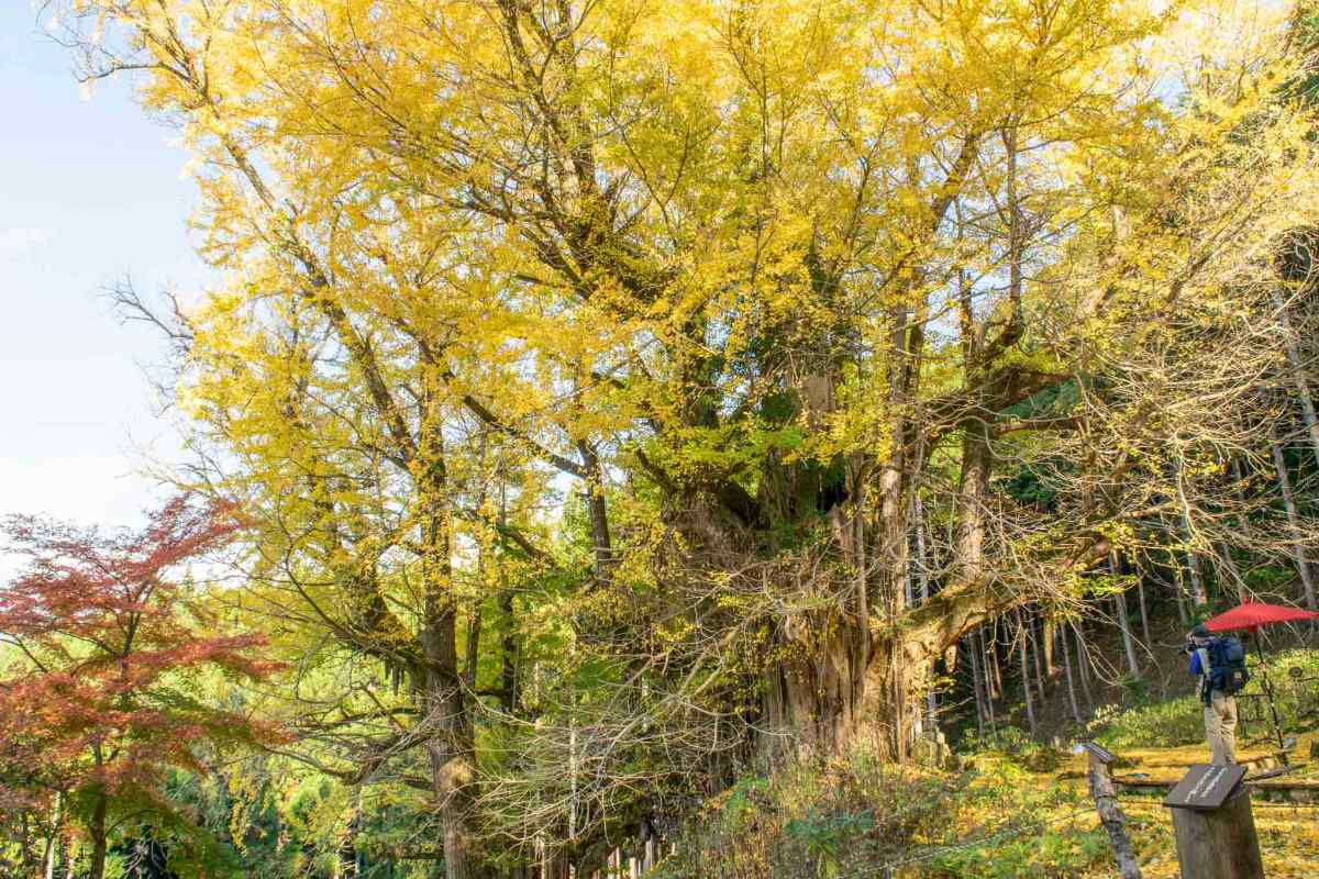 県指定天然記念物「常瀧寺の大イチョウ」の美しさを堪能できるイベント開催 丹波市 [画像]