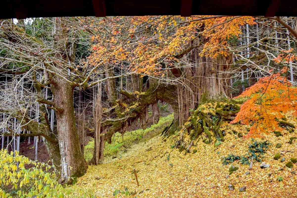 県指定天然記念物「常瀧寺の大イチョウ」の美しさを堪能できるイベント開催 丹波市 [画像]