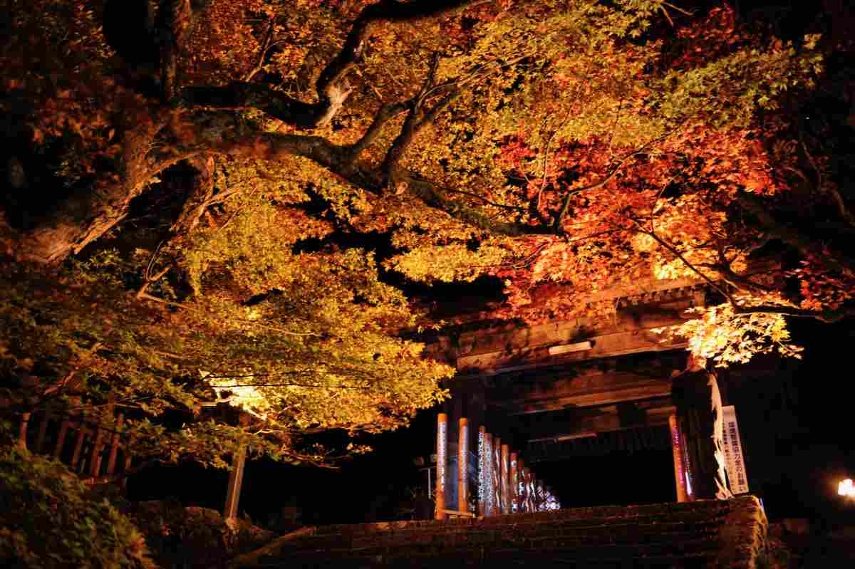 燃えるような紅葉が境内を荘厳に包みこむ！養父神社「第15回やぶもみじまつり」開催 養父市 [画像]