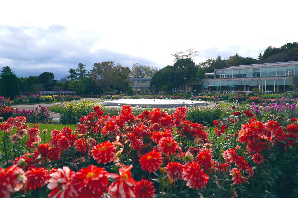 水面を彩る色鮮やかなダリア♡兵庫県立フラワーセンター「ダリアフロート」 加西市 [画像]