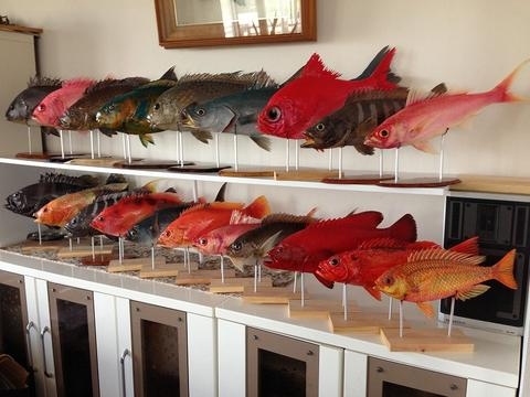 『南の海の魚たち ハクセイ展』　神戸市垂水区 [画像]