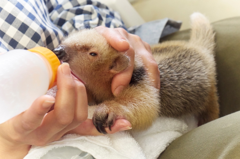 必死にミルクを飲むミナミコアリクイの赤ちゃん