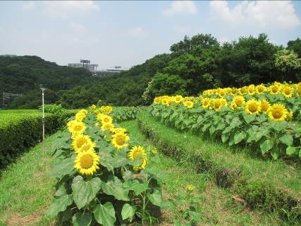 『コスモスの丘deひまわり摘み取り』　神戸市須磨区 [画像]