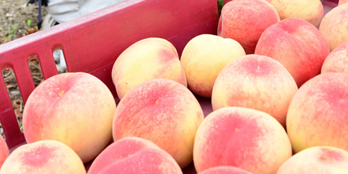 特産の早生桃が今年も食べごろ　即売会も開催　川西市