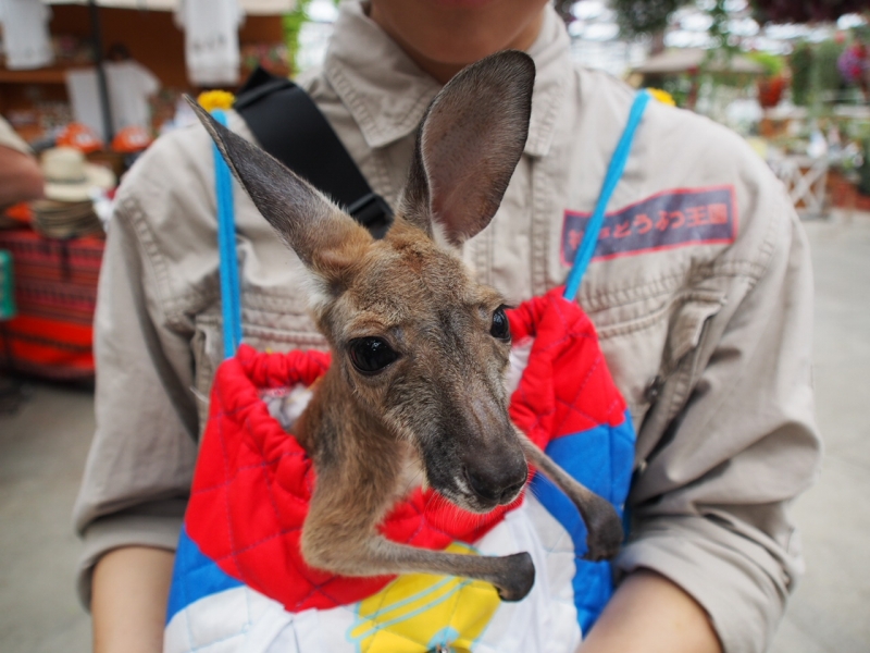 “小さなアイドル”カンガルーの赤ちゃん