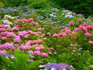 華やかな彩り　森林植物園の西洋あじさい園が見ごろ　神戸市北区 [画像]
