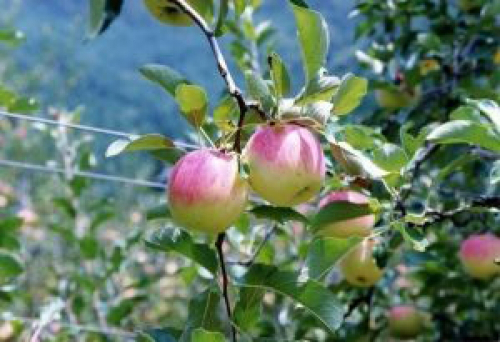 原観光りんご園で「りんご狩り」スタート　宍粟市
