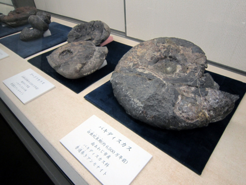 特集展示『淡路島の化石たち』　洲本市