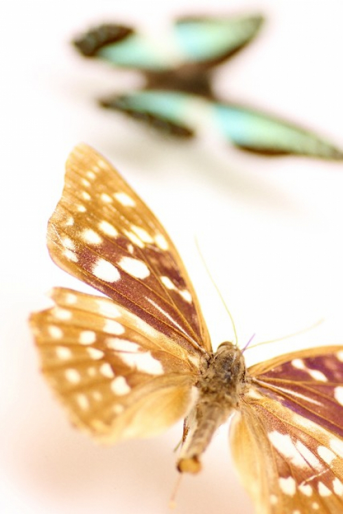 第29回特別展『日本の蝶・播磨の蝶～自然界のすばらしさ～』　赤穂市