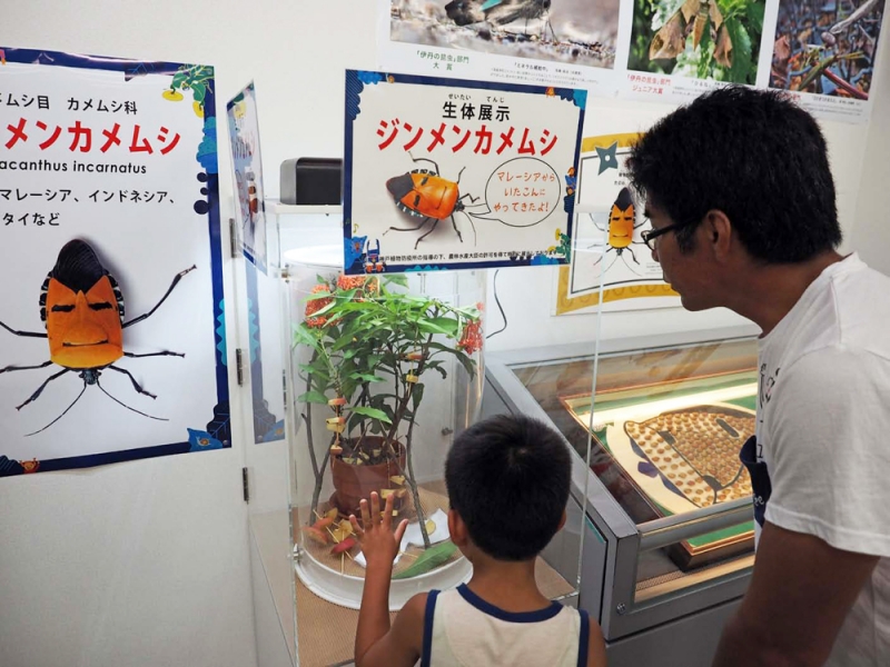 人間の顔のような模様を持つ「ジンメンカメムシ」を伊丹市昆虫館で展示中　伊丹市 [画像]