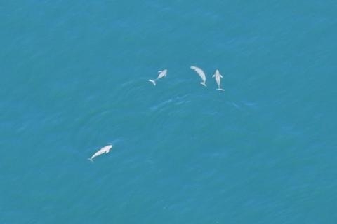 写真展『空からみたスナメリと瀬戸内海の自然』　神戸市須磨区 [画像]