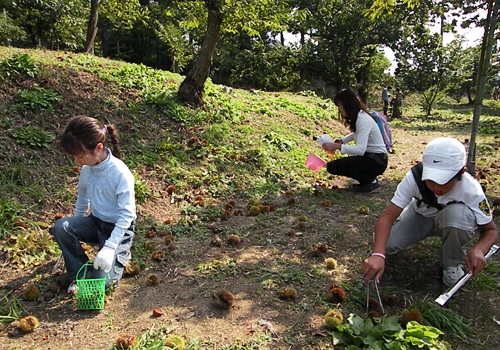 しい茸園有馬富士で栗拾いスタート　三田市 [画像]